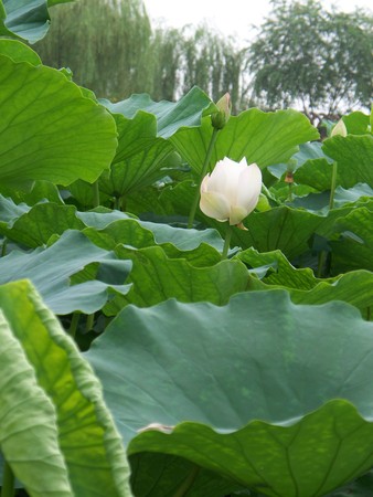 Water lilyの写真素材