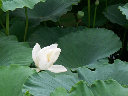 Water lilyの写真素材