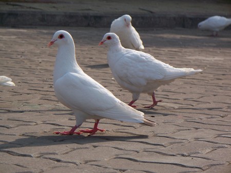Doves in a streetの写真素材