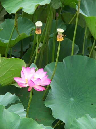 Lotusの写真素材