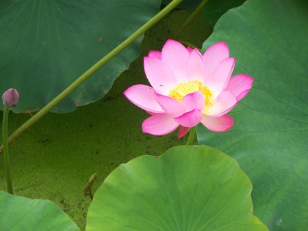 Lotusの写真素材