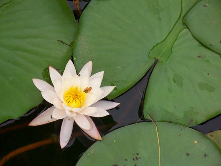 Water lilyの写真素材