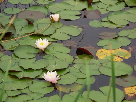 Water lilyの写真素材