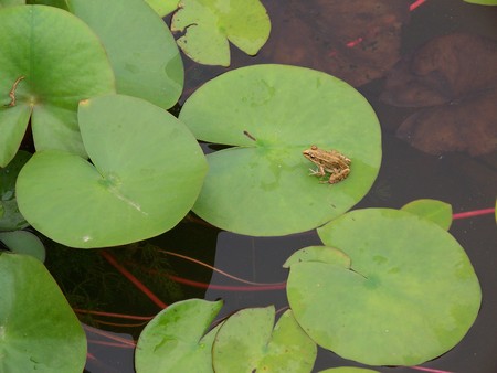 Frog on lotus leafの写真素材
