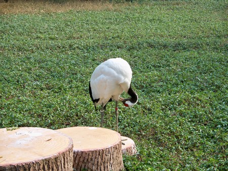 Crane bird in a fieldの写真素材