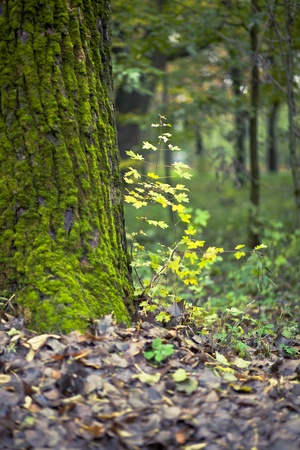 Oaklingの写真素材