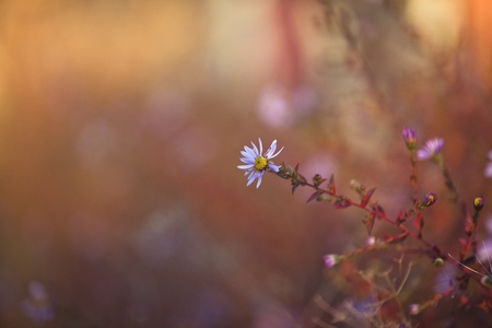 Aster perennisの写真素材