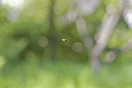 The flyの写真素材