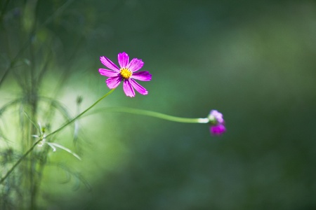 Matricaria inodoraの写真素材