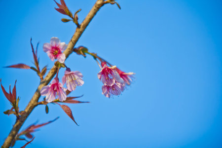 wild himalayan cherry at Kunsangkeyn Chiang Mai Thailandの写真素材
