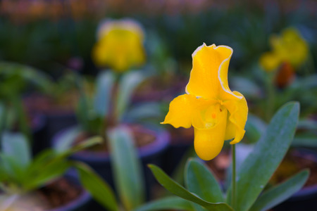 Lady's slipper orchid. Paphiopedilum Callosum  in the garden at Khunwang Royal Project Foundation, Chiang Mai Thailandの写真素材