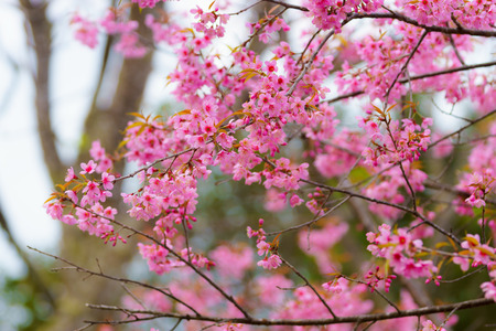 Wild Himalayan Cherry Sakura of Thailand at Khunwang Royal Project Foundation, Chiang Mai Thailand