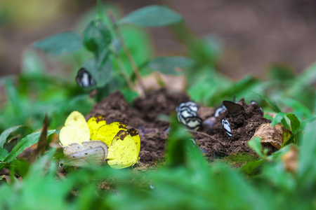 yellow butterflies eat the minerals in the salt marsh.の写真素材
