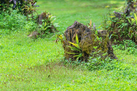 Old tree stump covered with moss in the forest with green grass, beautiful landscape.の写真素材