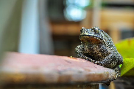Big toad on the edge of the pot in the garden.の写真素材