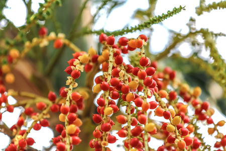 Colorful bunch of areca tree with a green nature bokeh background.の写真素材