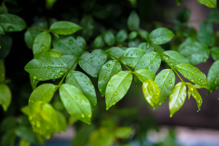 close-up shot of raindrops on fresh leaves with a dark background.の写真素材