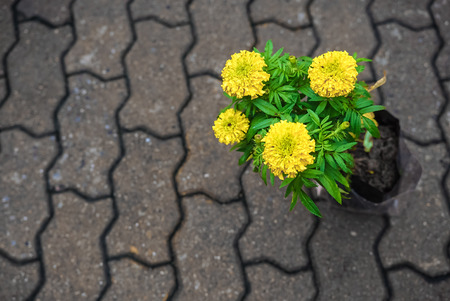 marigold flower plant on the brick worm floor.の写真素材