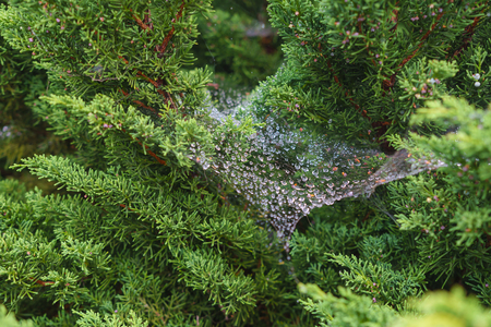 Close-up shot of Dew drops on cobweb on top of the pine treesの写真素材