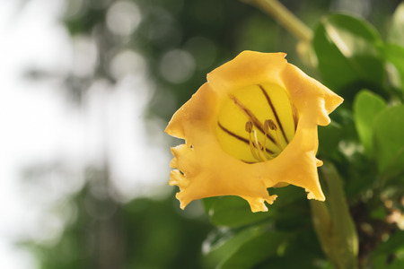 Close-up shot of the Cup of Gold (Chalice Vines ) very large flowers with droplets on green nature...