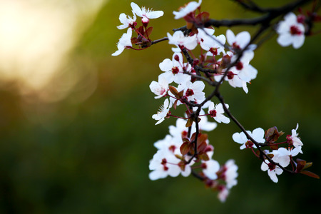 Spring-11の写真素材