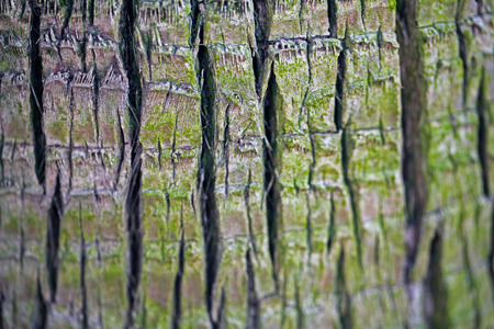 Spring tree
