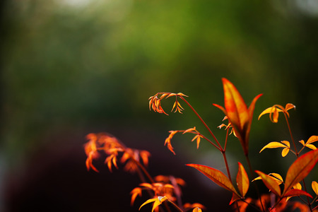 Spring flowerの写真素材