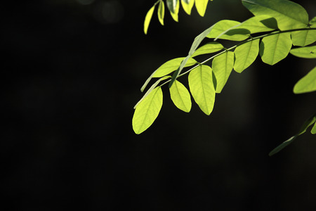 Leaves