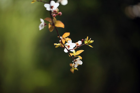 Prunus salicinaの写真素材