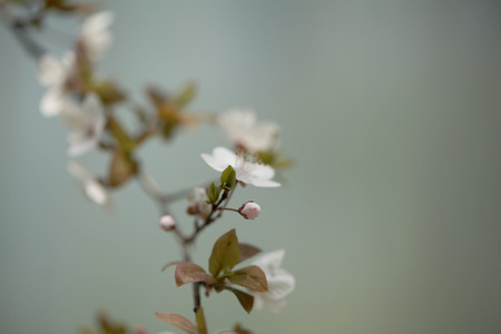 Prunus salicina budの写真素材