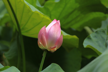 Lotusの写真素材