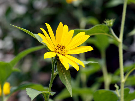 Medallion flowerの写真素材