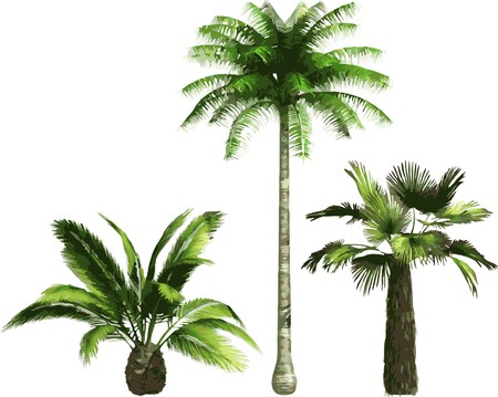 color Palmsのイラスト素材