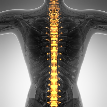 Human backache and back pain with an upper torso body skeleton showing the spine and vertebral columnの写真素材