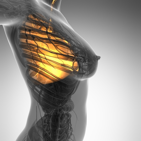 science anatomy of woman body with glow lungsの写真素材