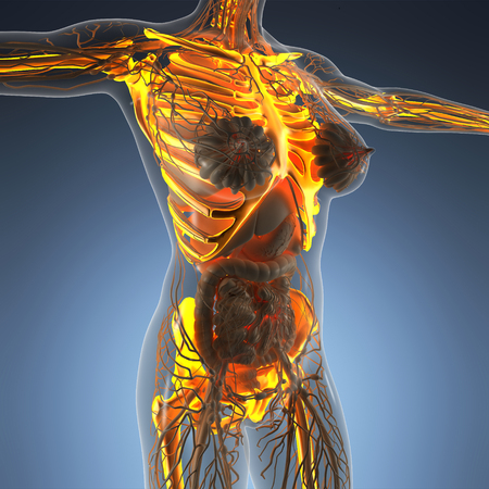 science anatomy of human body in x-ray with glow skeleton bonesの写真素材