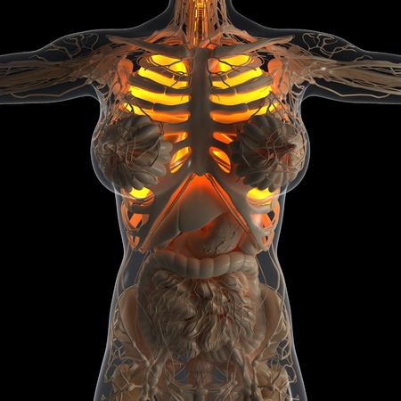 science anatomy of woman body with glow lungsの写真素材
