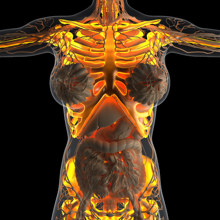 science anatomy of human body in x-ray with glow skeleton bonesの写真素材