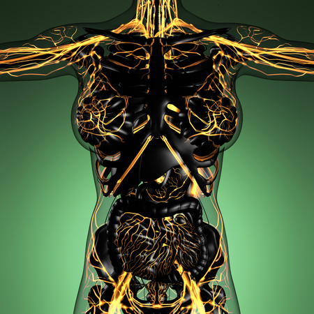 science anatomy of human body in x-ray with glow blood vesselsの写真素材