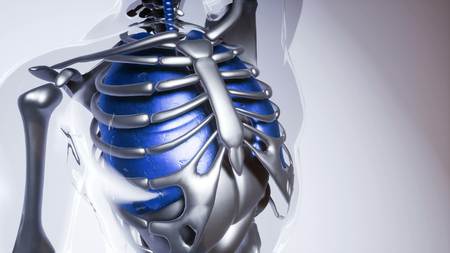 medical science of human lungs model with all organs and bonesの写真素材