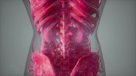 science anatomy tomography scan of human bodyの写真素材