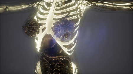 science anatomy scan of human body with visible skeletal bonesの写真素材