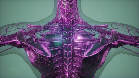 science anatomy tomography scan of human bodyの写真素材