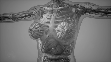 science anatomy tomography scan of human body