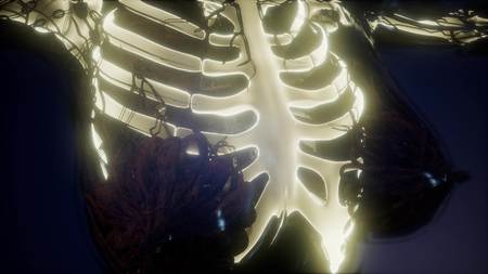 science anatomy scan of human body with visible skeletal bonesの写真素材