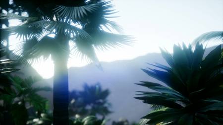 mountain, field landscape with palm trees. jungle aerial view