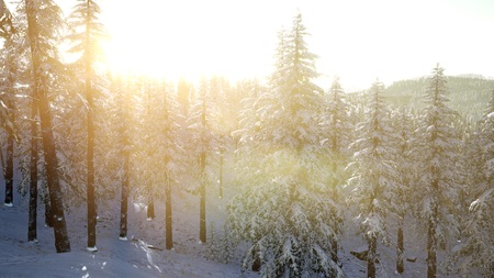 flight above winter forest on the north, aerial viewの写真素材