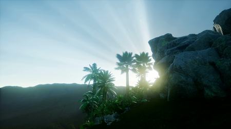 sunset beams through palm trees at jungle rainforestの写真素材