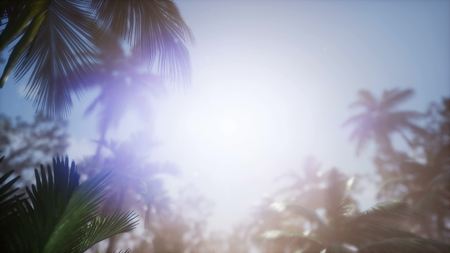sunset beams through palm trees at jungle rainforestの写真素材