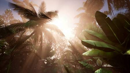 sunset beams through palm trees at jungle rainforest